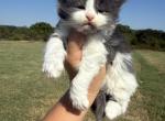 Ralph and Rowdy blue white males - Maine Coon Kitten For Sale - Locust Grove&comma; OK&comma; US