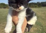 Mayleys - Maine Coon Kitten For Sale - Locust Grove&comma; OK&comma; US