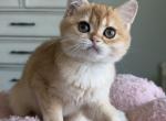 Bella litter B - Scottish Straight Kitten For Sale - 