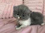 Boos babies - Persian Kitten For Sale - Lake Mary&comma; FL&comma; US
