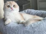 Bruno litter B - Scottish Fold Kitten For Sale - 