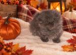 Edwin - Munchkin Cat For Sale - 