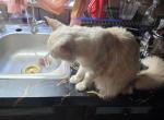 Yellow - Maine Coon Cat For Sale/Service - TX&comma; US