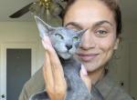 Lilith - Oriental Kitten For Sale - Hollywood&comma; FL&comma; US