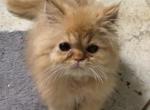 Dollface persian - Persian Kitten For Sale - Mc Donald&comma; TN&comma; US