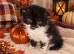 Ingrid - Scottish Fold Kitten For Sale - Albion&comma; MI&comma; US