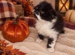 Ingrid FLASH SALE - Scottish Fold Kitten For Sale - Albion&comma; MI&comma; US