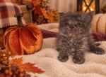 Agnis - Selkirk Rex Kitten For Sale - 