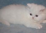 CFA White Male Persian Kitten Creampuff - Persian Kitten For Sale - Stanton&comma; MO&comma; US