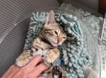 Brown & Snow Bengals - Bengal Kitten For Sale - Bristol&comma; VT&comma; US