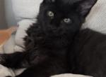 Bruno - Maine Coon Kitten For Sale - Fairfield&comma; CT&comma; US