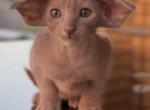 Oriental Shorthair - Oriental Kitten For Sale - Hollywood&comma; FL&comma; US