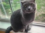 Duncan - Scottish Fold Cat For Sale - Molalla&comma; OR&comma; US