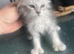Seven toes Sally - Maine Coon Kitten For Sale - OH&comma; US
