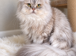 Boaz - Persian Cat For Sale/Service - 