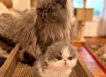 CFA Blue and White Persian Female in Lisle IL - Persian Kitten For Sale - Lisle&comma; IL&comma; US