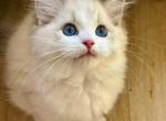 Bulma - Ragdoll Kitten For Sale - Monrovia&comma; CA&comma; US