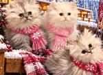 Salem and Sebastian - Persian Kitten For Sale - 
