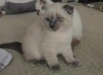 Color Point Scottish Fold Russian Blue Male - Scottish Fold Kitten For Sale - Roanoke&comma; TX&comma; US