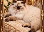 Jolie and Sebastian - Persian Kitten For Sale - New Orleans&comma; LA&comma; US