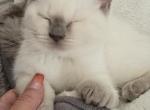 Lilac Point Scottish Straight Russian Blue Male - Scottish Straight Kitten For Sale - Roanoke&comma; TX&comma; US