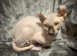 Blue gray elf ear green eyed  male - Sphynx Kitten For Sale - Sand Springs&comma; OK&comma; US