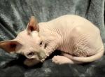 Blue eyed Seal point pink male - Sphynx Kitten For Sale - Sand Springs&comma; OK&comma; US