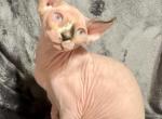 Blue eyed elf ear Freckles - Sphynx Kitten For Sale - Sand Springs&comma; OK&comma; US