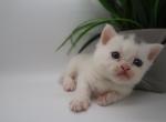 Spot - Minuet Kitten For Sale - Capon Bridge&comma; WV&comma; US