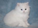 White Male Persian odd eyed Kitten - Persian Kitten For Sale - Stanton&comma; MO&comma; US