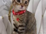 Kittens ready for new homes - American Shorthair Kitten For Sale - Dearborn Heights&comma; MI&comma; US