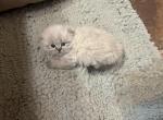 Mochi - Scottish Fold Kitten For Sale - 