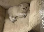 Chitlin - Scottish Fold Kitten For Sale - 