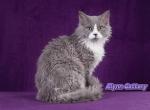 blue white boy - Selkirk Rex Kitten For Sale - 