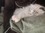 Yuji - Persian Kitten For Sale - High Point&comma; NC&comma; US