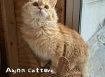 red silver girl - Selkirk Rex Kitten For Sale - 