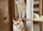 cream silver girl - Selkirk Rex Kitten For Sale - 