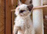 chocolate point boy - Selkirk Rex Kitten For Sale - New York&comma; NY&comma; US