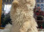 fawn boy - Selkirk Rex Kitten For Sale - New York&comma; NY&comma; US