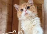 red white boy - Selkirk Rex Kitten For Sale - New York&comma; NY&comma; US