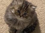 Dollface Persian Girl - Persian Kitten For Sale - Havre De Grace&comma; MD&comma; US