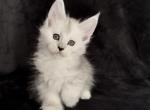 Only breeder - Maine Coon Kitten For Sale - NY&comma; US