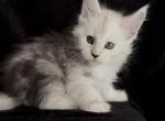 Boy - Maine Coon Kitten For Sale - NY&comma; US