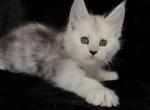 Starlet Pet - Maine Coon Kitten For Sale - NY&comma; US