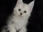 StarletPet - Maine Coon Kitten For Sale - NY&comma; US