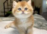 Chocolate Golden Chinchilla Girl by12 - British Shorthair Kitten For Sale - San Diego&comma; CA&comma; US