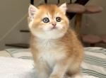 Golden Chinchilla ny12 Boy - British Shorthair Kitten For Sale - San Diego&comma; CA&comma; US