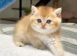 Chocolate Golden Chinchilla Boy 1 by12 - British Shorthair Kitten For Sale - San Diego&comma; CA&comma; US