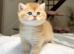 Chocolate Golden Chinchilla Boy 2 by12 - British Shorthair Kitten For Sale - San Diego&comma; CA&comma; US