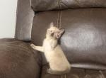 The Countess October Vianna of Vernon - Siamese Kitten For Sale - Fort Wayne&comma; IN&comma; US